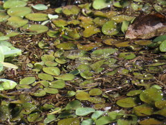 Salvinia auriculata