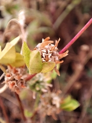 Trifolium glomeratum image