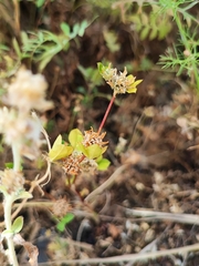 Trifolium glomeratum image