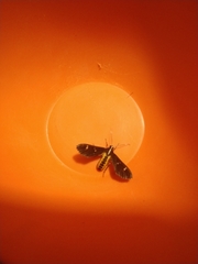 Psilopleura pentheri