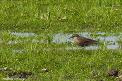 Cinclodes comechingonus