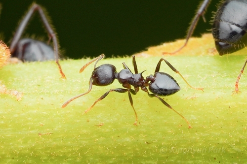 Crematogaster modiglianiiCrematogaster modiglianii