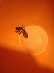 Psilopleura pentheri