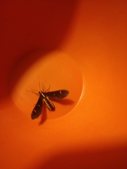 Psilopleura pentheri