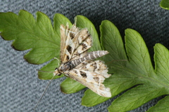 Diasemia grammalis