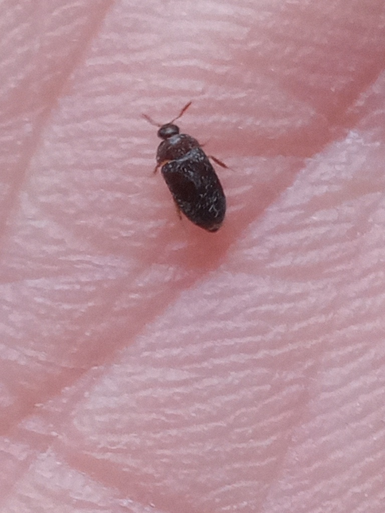Attagenus cyphonoides