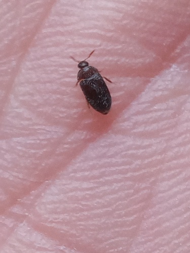 Attagenus cyphonoides