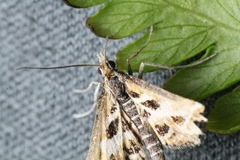 Diasemia grammalis