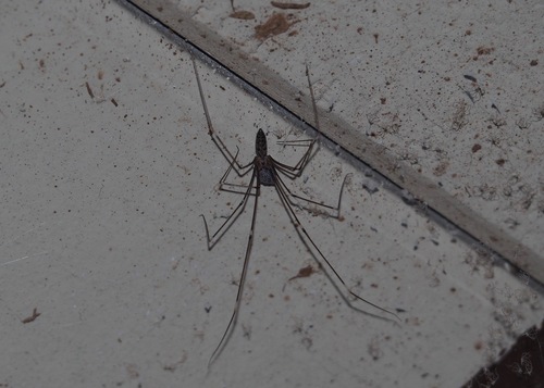 Pale Cellar Spider photo 2