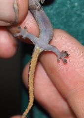 Hemiphyllodactylus typus