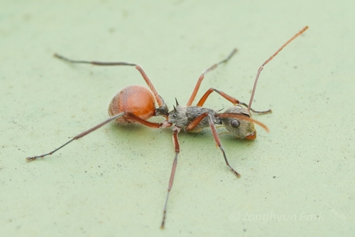 Polyrhachis bicolor Smith, 1858