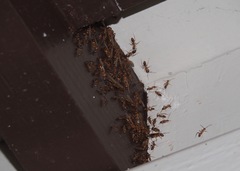 Camponotus variegatus