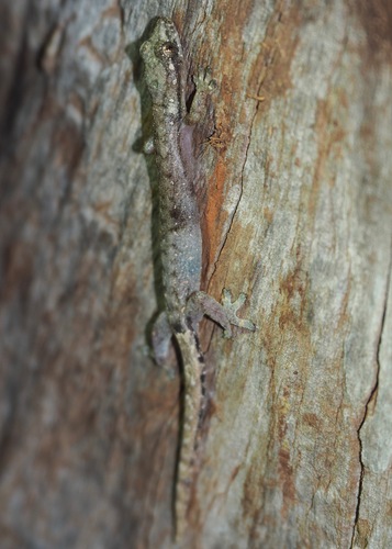 Hemiphyllodactylus typus observed 2018-06-05