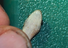 Hemiphyllodactylus typus