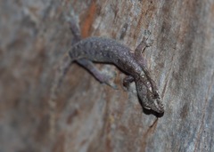 Hemiphyllodactylus typus