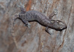 Hemiphyllodactylus typus