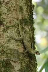 Bighead Anole photo 3