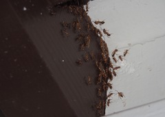 Camponotus variegatus