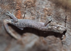 Hemiphyllodactylus typus