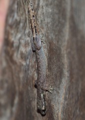 Hemiphyllodactylus typus