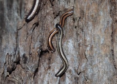 Spirobolellus immigrans