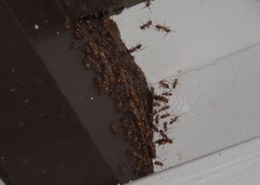 Camponotus variegatus