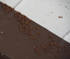 Camponotus variegatus