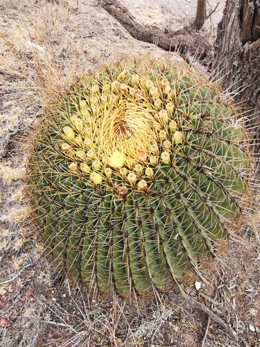 Ferocactus histrix