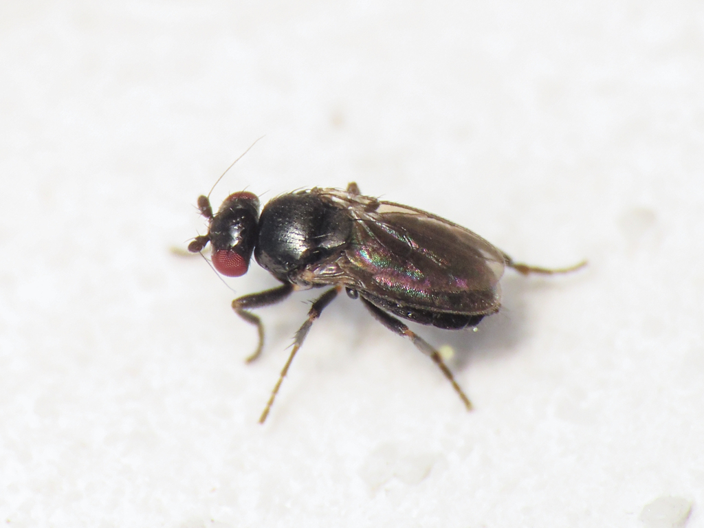 Puncticorpus