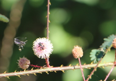 Frieseomelitta nigra