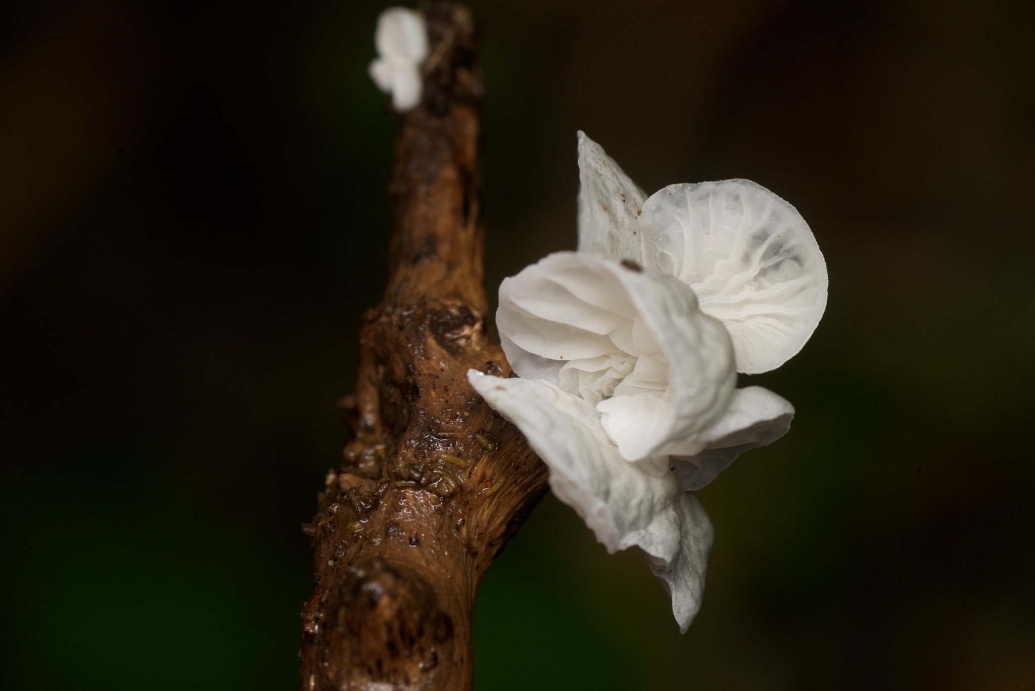 Campanella tristis image