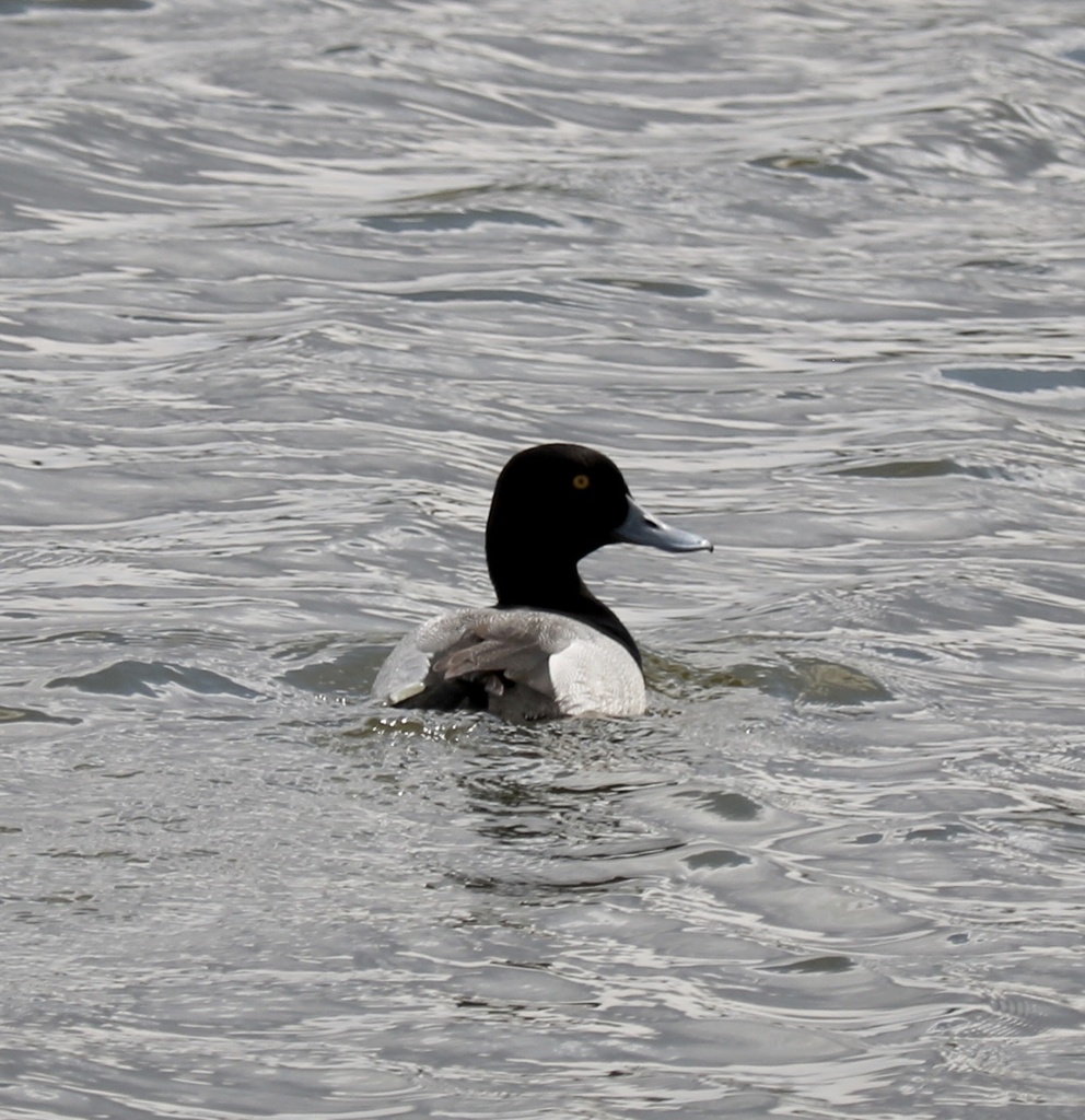 Greater Scaup from Township Road 485, Vermilion River County, AB, CA on ...