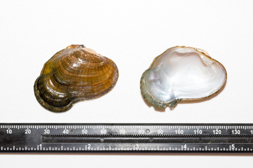 Duck River Dartersnapper