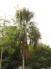 Sabal mauritiiformis