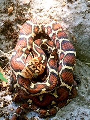 Pseudelaphe flavirufa