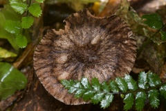 Pluteus perroseus