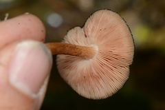 Pluteus perroseus