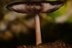 Pluteus perroseus