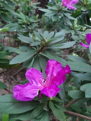 Rhododendron pulchrum phoeniceum