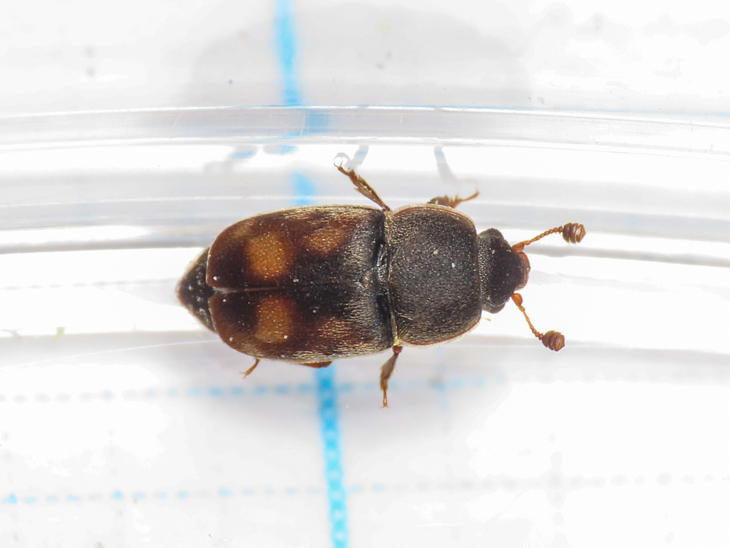 Sap beetle