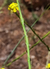 Hirschfeldia incana image