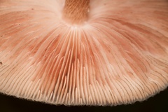 Pluteus perroseus