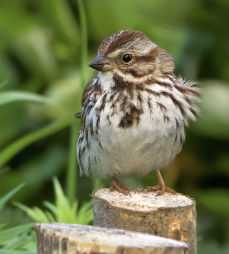 Chingolo cantor (Melospiza melodia)