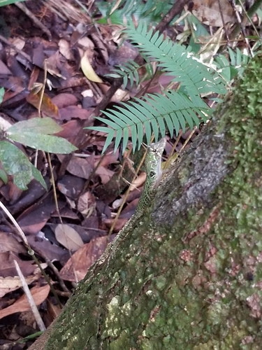 Popeyan Giant Anole, Anolis latifrons