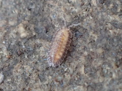 Armadilloniscus holmesi