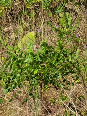 Rhus coriaria image