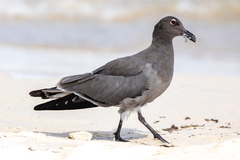 Lava Gull photo 2