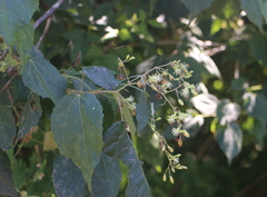 Heliocarpus pallidus
