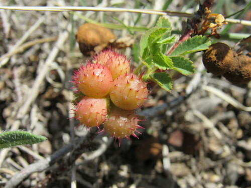 Spiny Leaf Gall Wasp photo 4