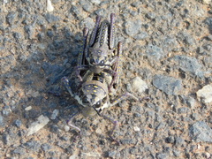 Monistria pustulifera